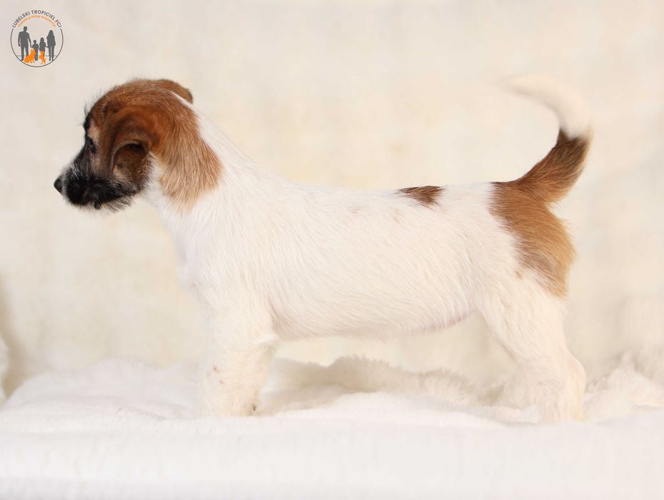 Jack Russell Terrier ZKwP FCI