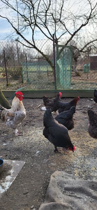 Jajka lęgowe marans