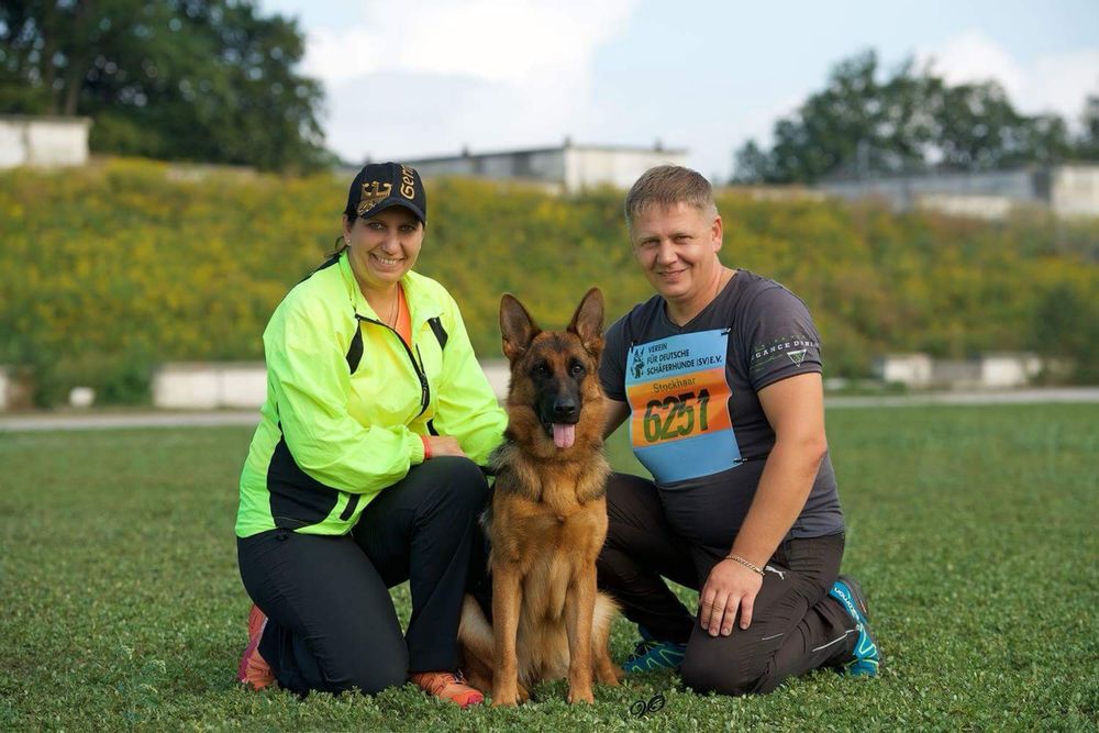 Цуценята Німецької Вівчарки