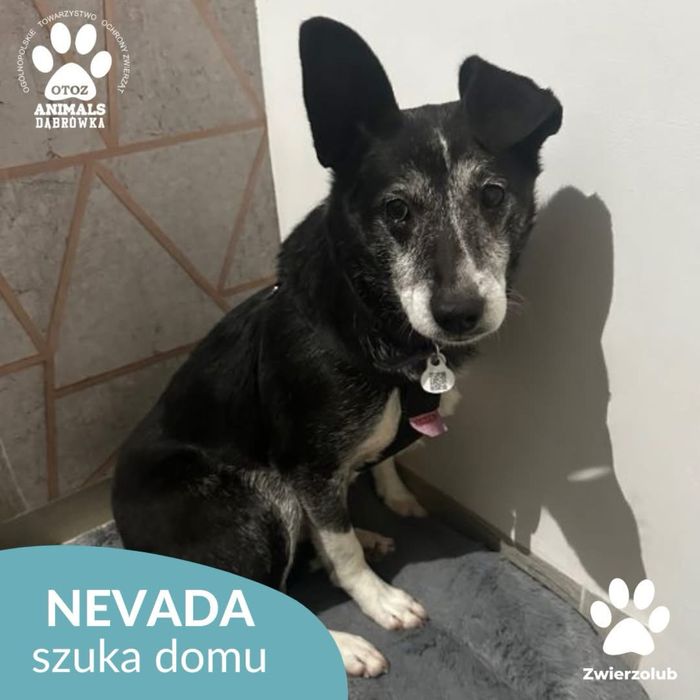 Psinka ze schroniska szuka domu