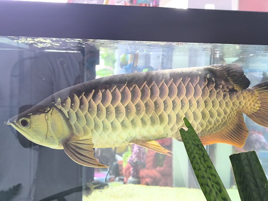 Arowana Highback Golden F2