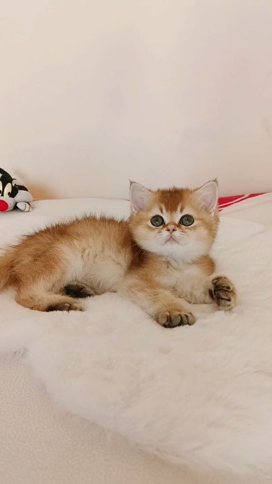 Красивая британская ,золотая шиншилла.