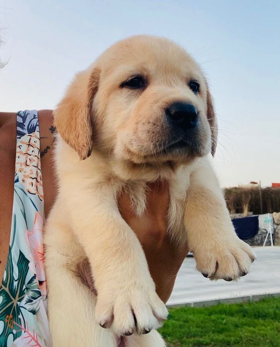Labrador Retriever macho