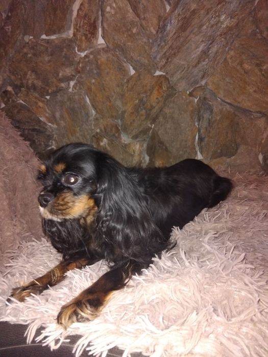 Cavalier King Charles spaniel, suczka