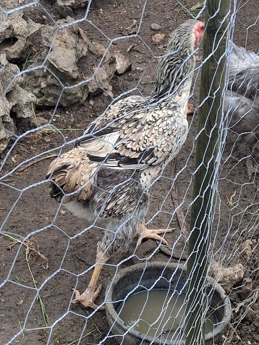 Casal de indio gigante