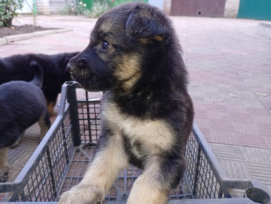 Продам цуценят німецької вівчарки