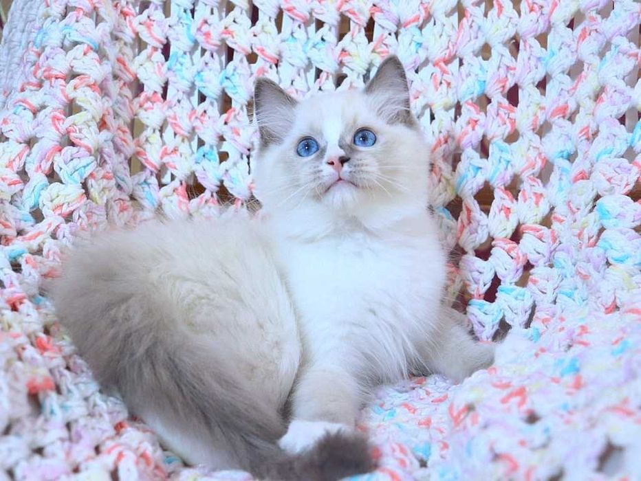 Очень милый и красивый котёночек Ragdoll//Регдолл в красивом окрасе
