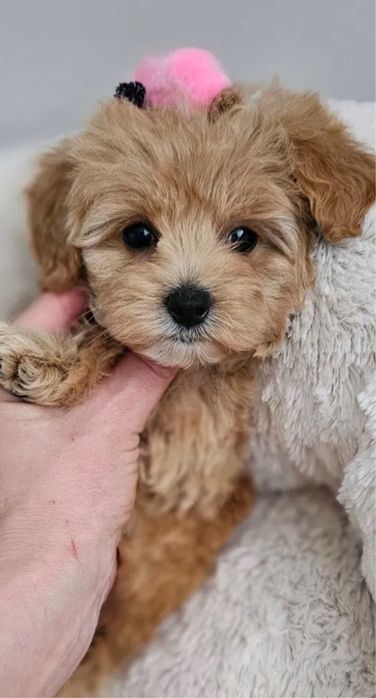 Карамельні Мальтипу, є міні і стандарт, коричневий окрас