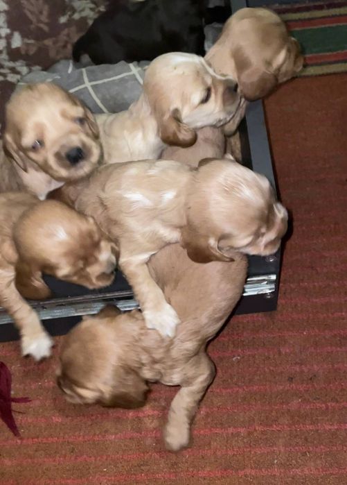 Продам щенков породы Кокер-Спаниэль Cocker Spaniel