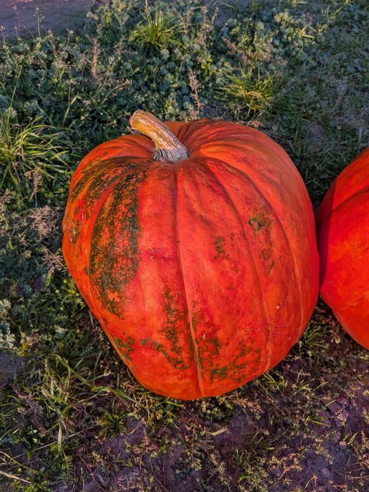 Dynia olbrzymia halloween