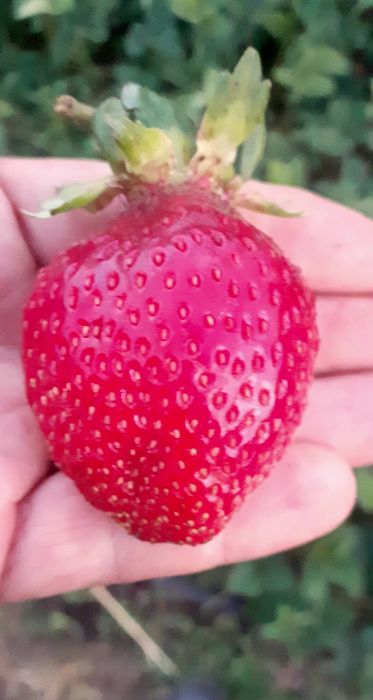 Mudas de Morangueiro