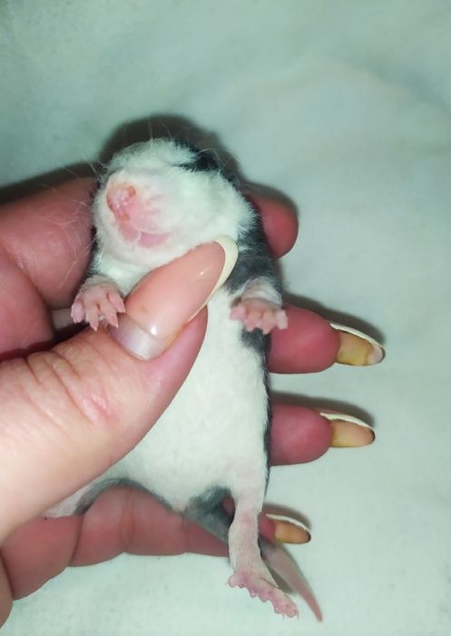 Продаж кучеряві Дамбо Рекс , Крыса, щур