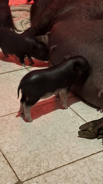Mini pig / vietnamita