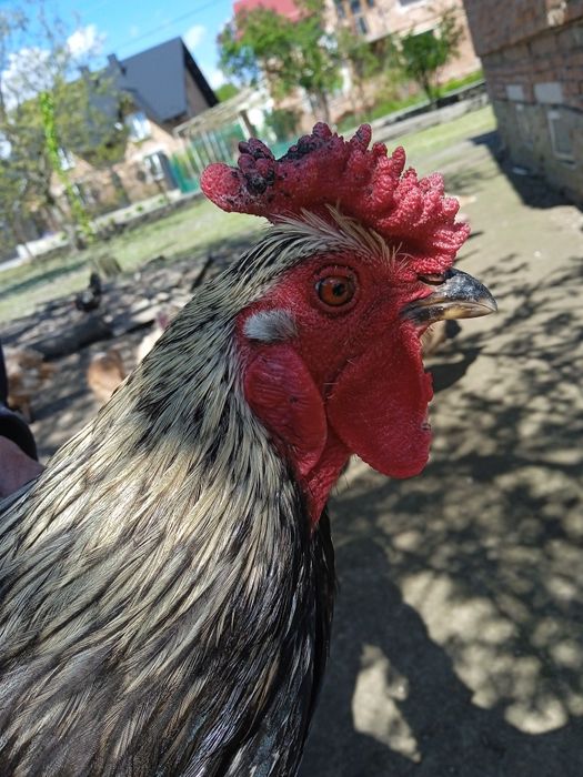 Когути домашні півні мастер грей