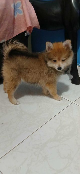 Lulu da pomerânea menina