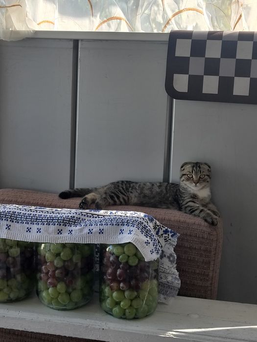 продається котик
