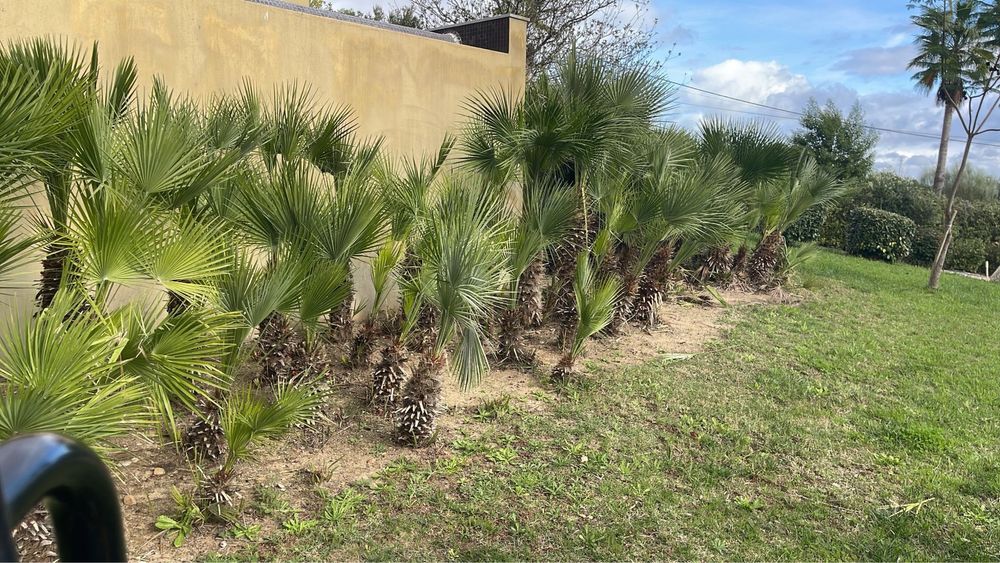 Palmeira Leque varios tamanhos