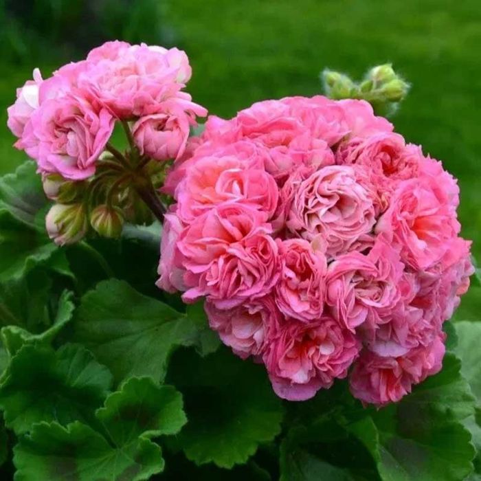 Pelargonie kolekcjonerskie