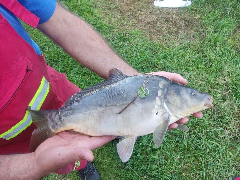 Sprzedam karp kroczek
