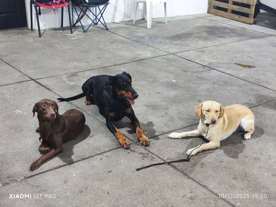 Serviço de Treino Canino - Red Guard K9