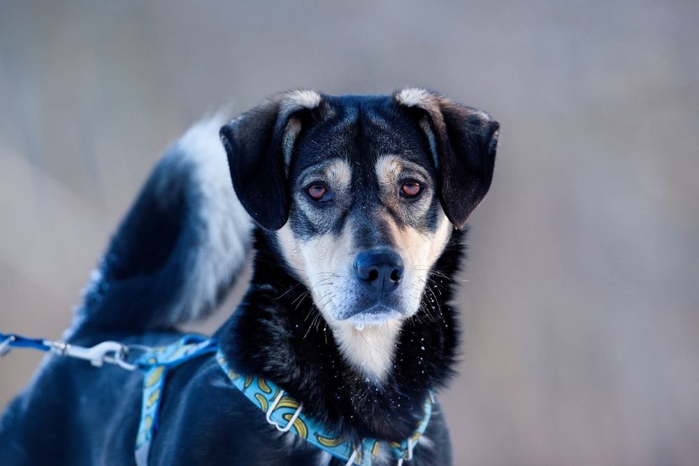 Mlody rozbrykany Goofy szuka wesołego domu