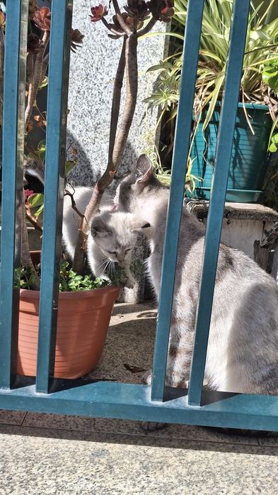 Dá-se gatinhos bebes
