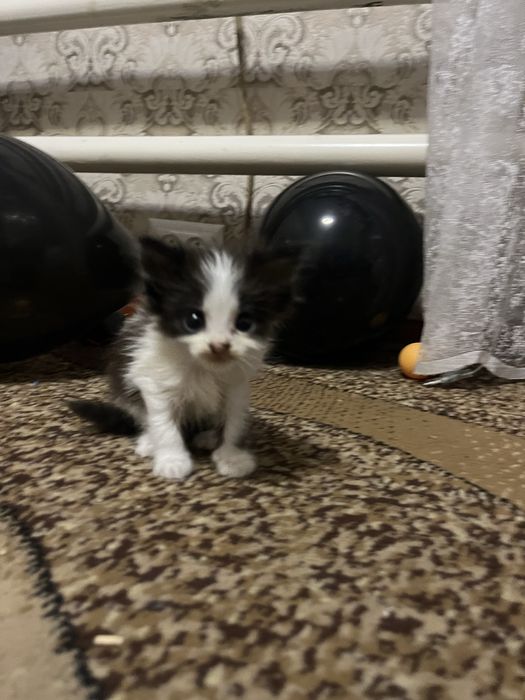 Котинятко дівчинка відамо в гарні руки