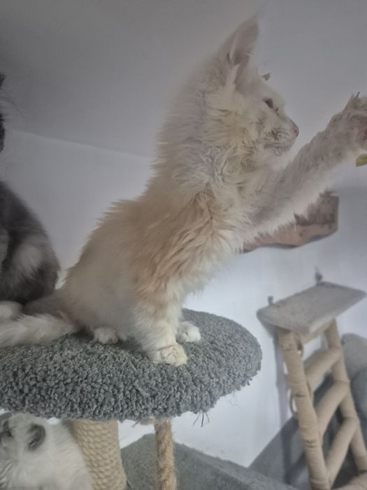 Śliczny kocurek Maine coon