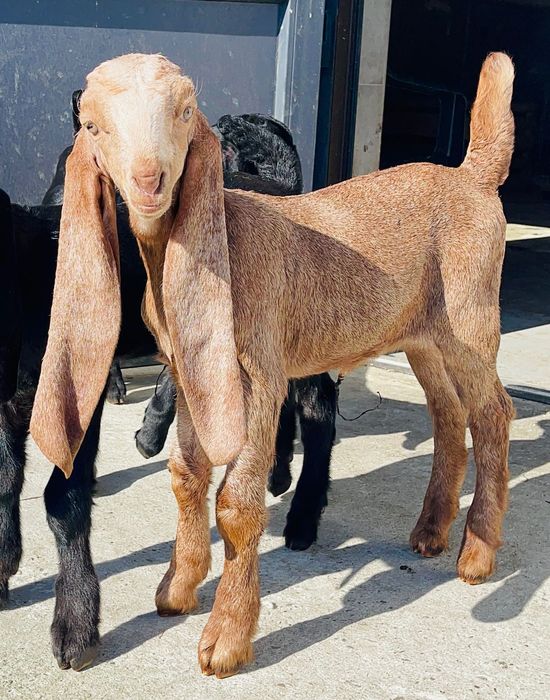 Каморі 75% та 50% кози тільки стадо