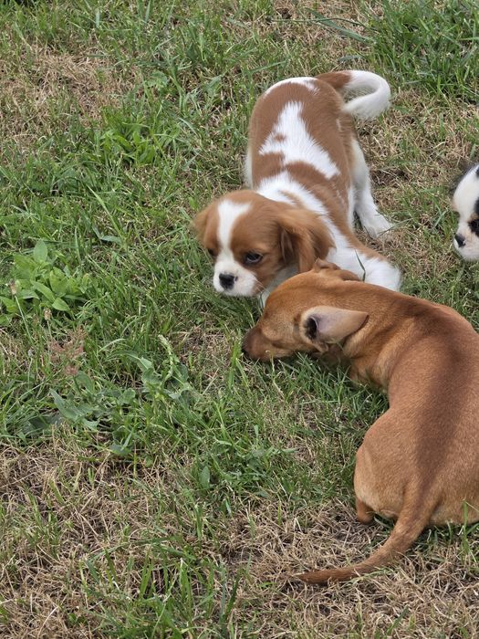 Cavalier king charles spaniel - urocza suczka