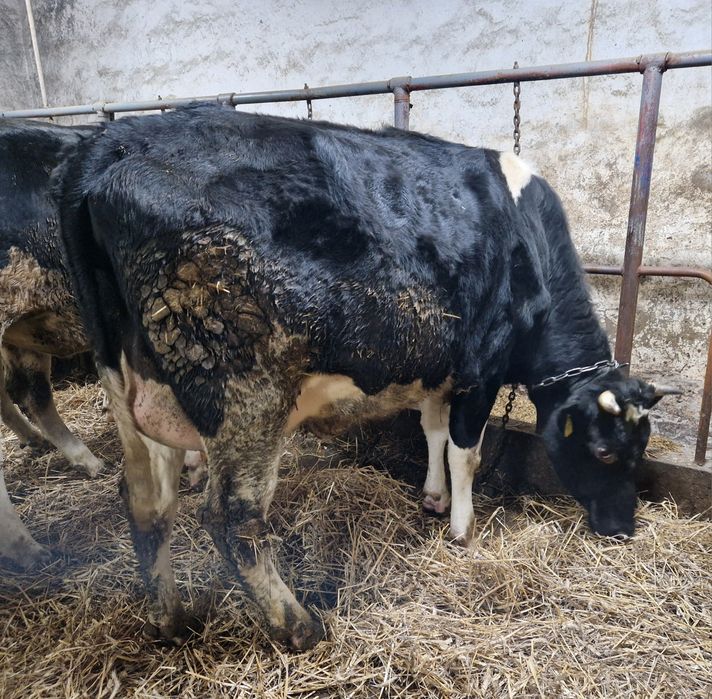 Jałowka wysokocielna 2 sztuki mleczne