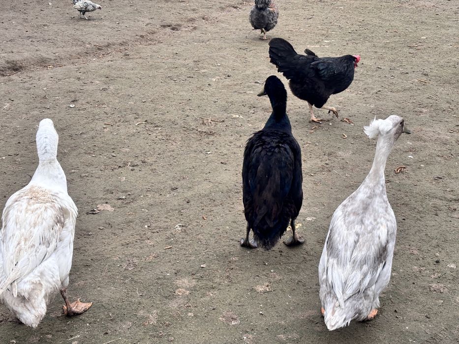 Jaja legowe kaczek biegów indyjskich