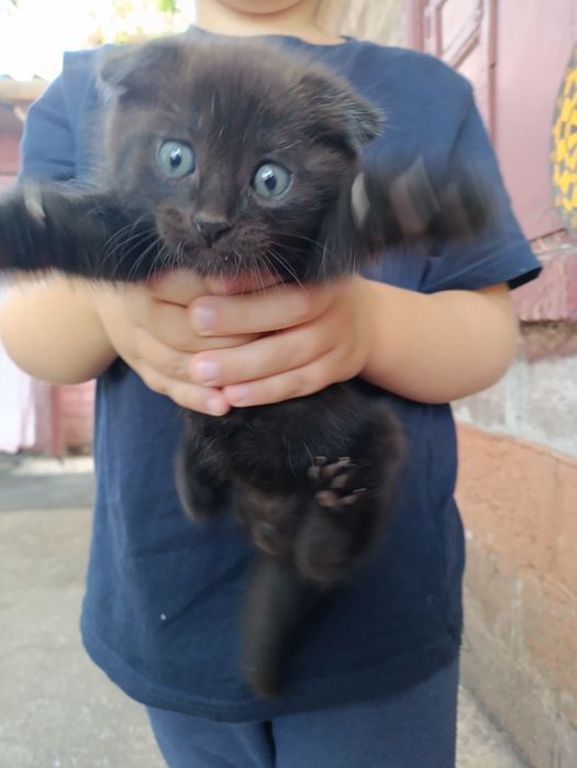 Котенок веслоухий мальчик