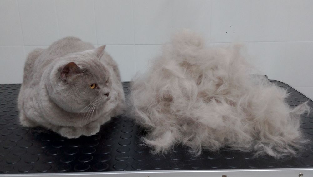 Грумінг собак, котів. Виїзд додому.