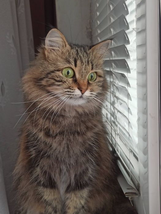 Загубилась кішечка