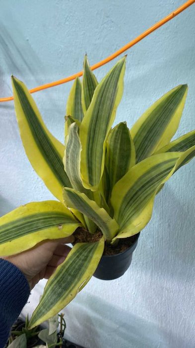 Sansevieria Aubrytiana Yellowstone  Сансевиерия Аубритиана Йеллоустоун