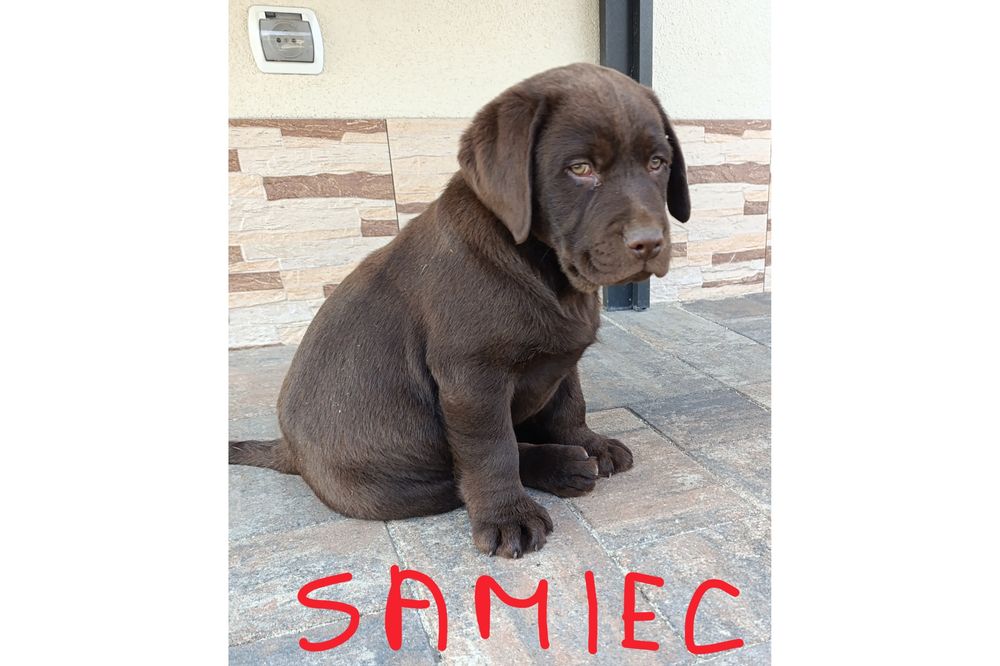 Labrador Retriever szczeniak czekoladowy
