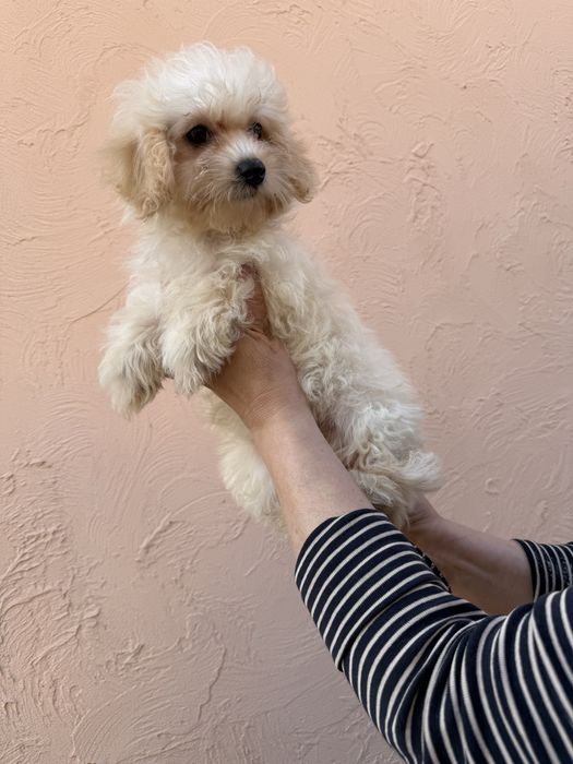 Мальтипу крихітки