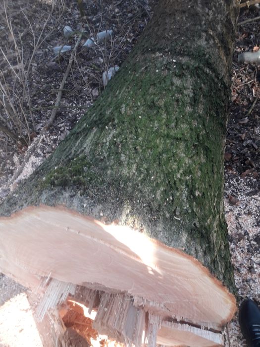 Klody jesionow zciete