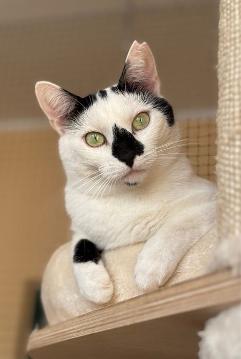 Kotka Milka do adopcji