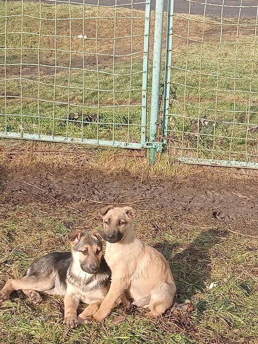 В хорошие руки  отдам