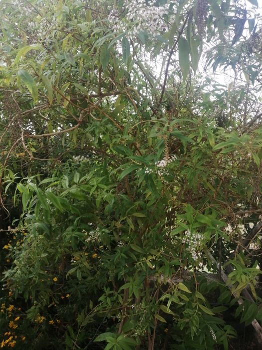 Chá lúcia-lima e folhas de louro para temperar os seus cozinhados