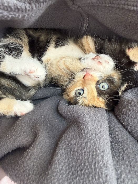 Отдам котят в добрые руки бесплатно