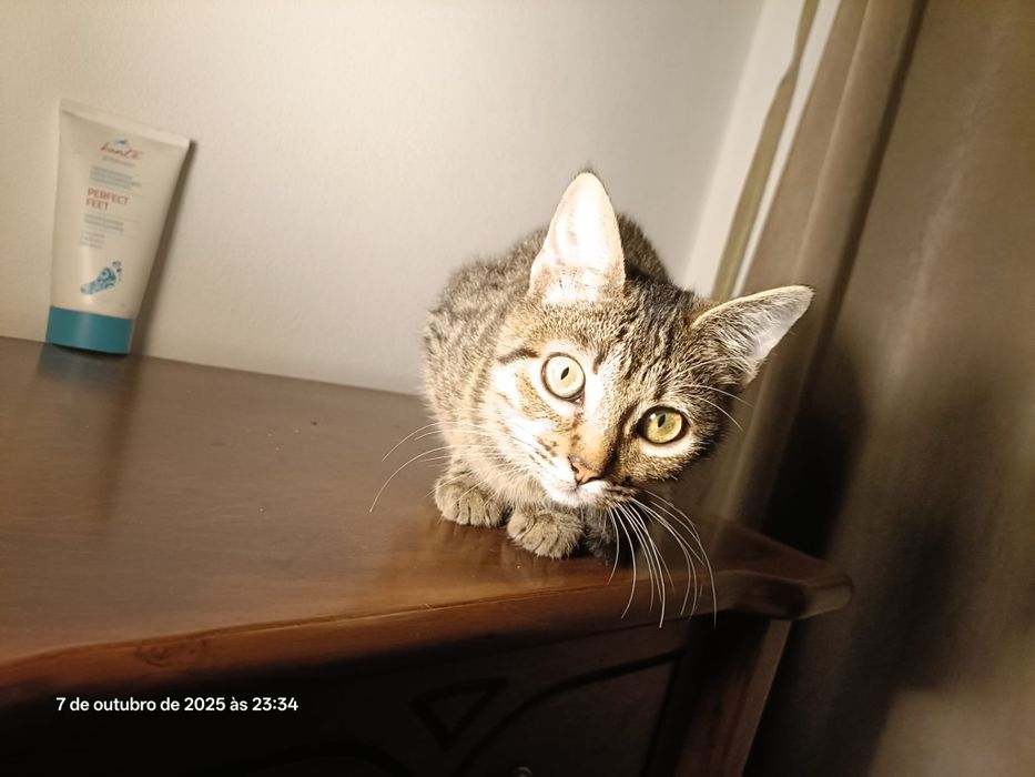 Gatinho para adoção