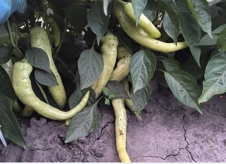 Острый перец цицак семена (армянский перец цицак)