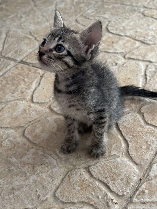 Gatos para adocao