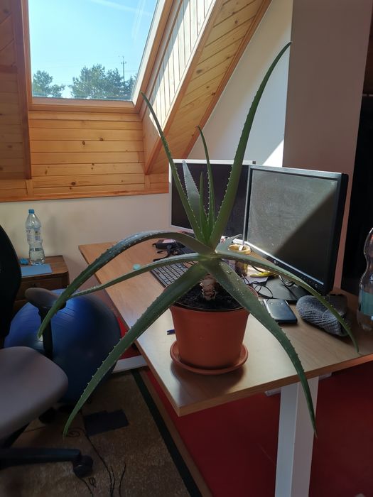 Duży aloes z donicą