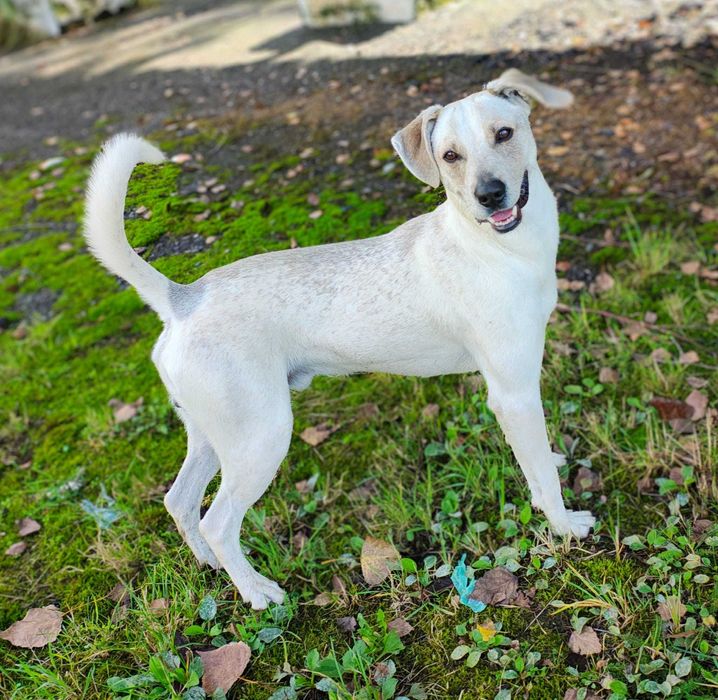 Uśmiechnięty kundelek -moze zostanie Twoim przykacielem ?