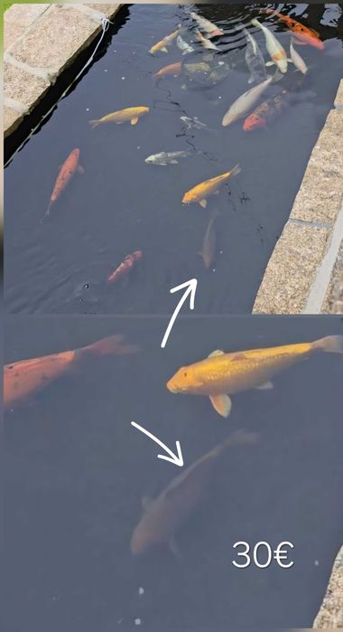Vendo carpas koi vários preços