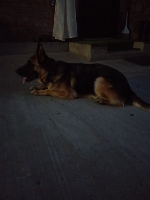 продам щенят метиси малінуа +німецька вівчарка